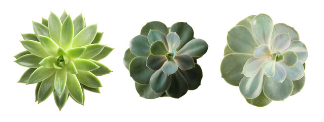 Fototapeta premium Collage with different succulents on white background, top view. Banner design