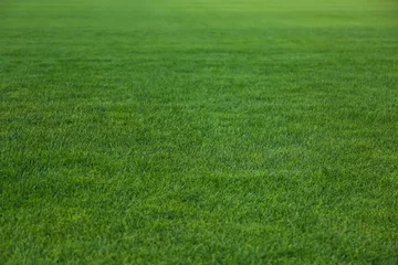Fotobehang Gras Groen gazon met vers gras als achtergrond