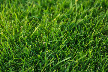 Green lawn with fresh grass as background