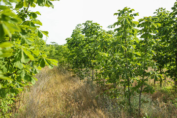 Fototapeta na wymiar Young chestnut trees growing outdoors. Planting and gardening