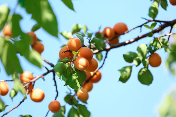 Many delicious ripe apricots on tree outdoors