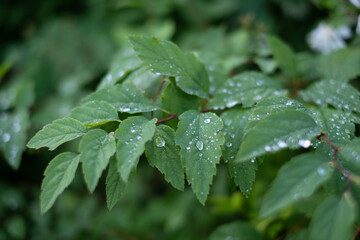 Nature is crying. Raindrops on green leaves