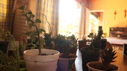 set of beautiful flowers gleam in a sun that feeds them