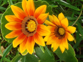 yellow flower in the garden