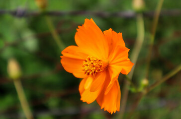 orange flower of cosmos