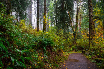 Obraz premium Autumn Forest, Silver Falls State Park, Oregon
