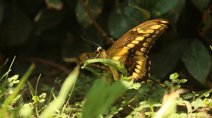 yellow butterfly sits on the background of a beautiful home