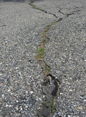 Plants and weeds growing through the cracks on an old asphalt driveway 