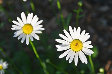 Two Daisies with Bee