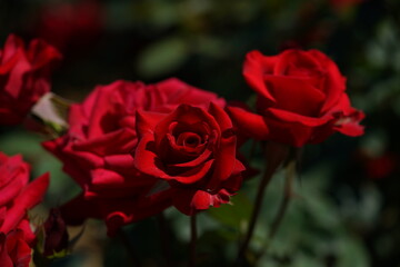 Dark Red Flower of Rose 'Kardinal' in Full Bloom
