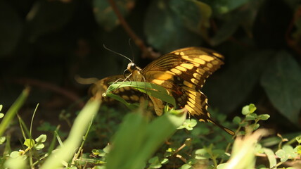 yellow butterfly sits on the background of a beautiful home