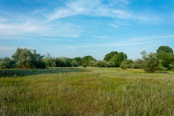 Summer landscape. Green forest, large meadow with grass in the foreground. Bright blue sky in summer over the forest. Summer mood, copy space 