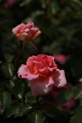 Light Pink Flower of Rose 'Kasumi' in Full Bloom
