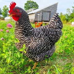 free range chicken