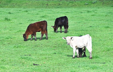 Four Cows