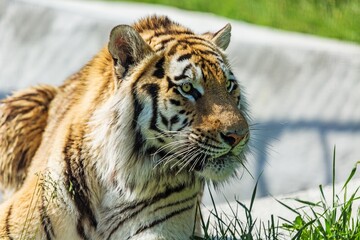 Bengal Tiger Watching