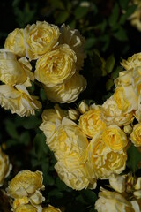 Light Yellow Flower of Rose 'Koikirara' in Full Bloom
