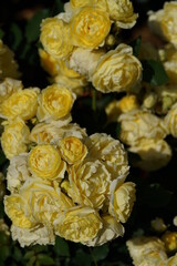 Light Yellow Flower of Rose 'Koikirara' in Full Bloom
