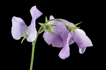 Fototapeta na wymiar Flowers of sweet pea, isolated on black background