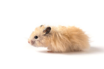 Fluffy beige hamster stands sideways on a white background