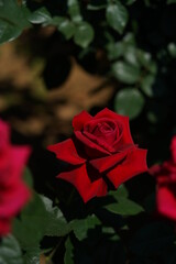 Red Flower of Rose 'Konrad Henkel' in Full Bloom
