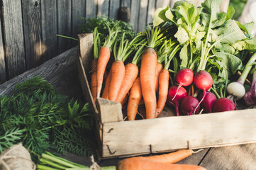 Concept for root vegetable, organic raw food