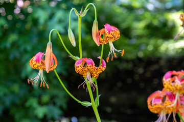 Leopard lilies by the lake at the Leckford Estate, Longstock, Hampshire UK