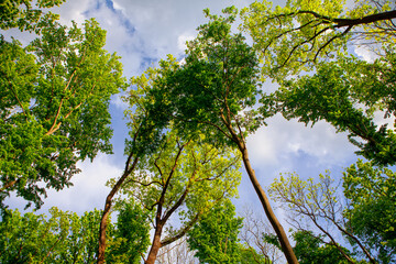 Treetops bottom view . Forest in the spring season