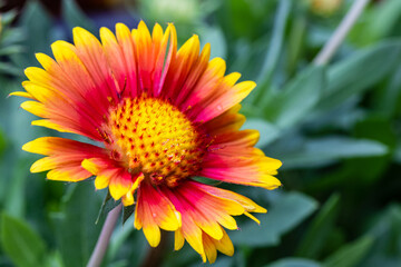 Close-up Of Yellow and Red Flower Blooming Outdoors