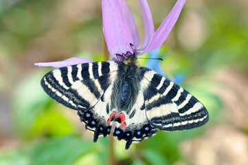 カタクリの吸蜜をするヒメギフチョウ（北海道・旭川市）