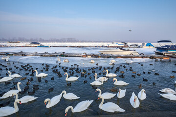 Fototapeta premium Flock of Swans, black and white types on the Frozen Danube river, in Zemun, Belgrade, Serbia with ice popping out of the water. Swans, or cygnus, are a typical white bird from European rivers