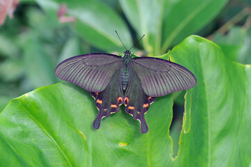 ヤエヤマカラスアゲハの雌（沖縄県・石垣島）