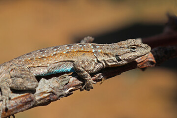 Small-scaled Lizard (Urosaurus microscutatus) Black-tailed Brush Lizard (Urosaurus nigricaudus)