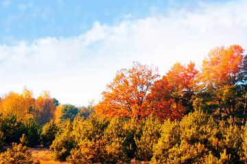 Fototapeta premium autumn fall leaves forest. foliage