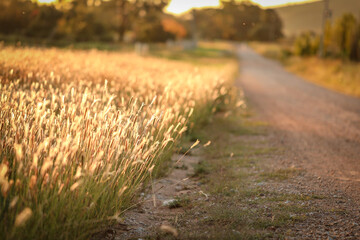 Dry grass beside country road in Australian bush land with golden tones. Background nature image...