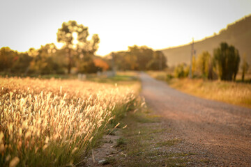 Dry grass beside country road in Australian bush land with golden tones. Background nature image with copy space.