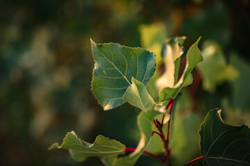 Leaves of Cottonwood tree close up in vibrant afternoon light