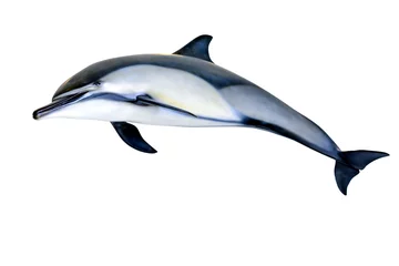 Poster Jumping dolphin isolated on white background © Hayk Shalunts