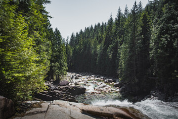 river in the forest