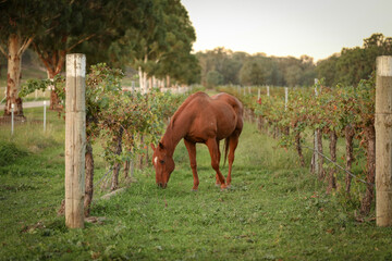 Naklejka premium Horse standing in vineyard eating grass