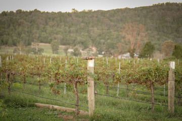 Late afternoon at vinyard in Mudgee, New South Wales