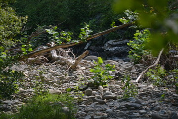 Beauty in the Smokies