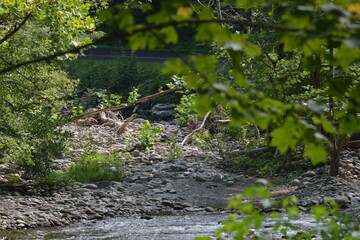 Beauty in the Smokies