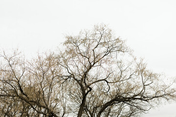 Fototapeta na wymiar Tree Branches