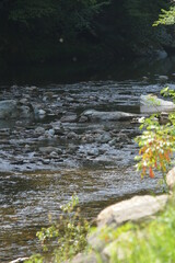 Beauty in the Smokies