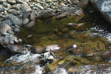 Beauty in the Smokies