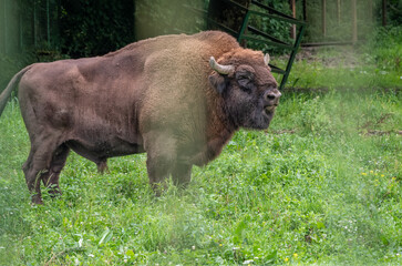 The European bison grazes on a green field with tall grass in the aviary.