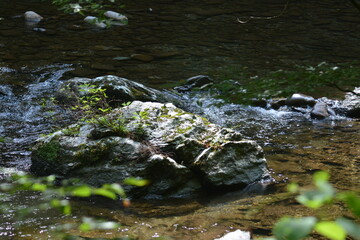 Beauty in the Smokies
