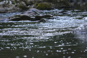 Beauty in the Smokies