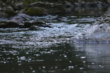 Beauty in the Smokies